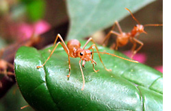 ¿Combatir hormigas en el jardín en forma casera?